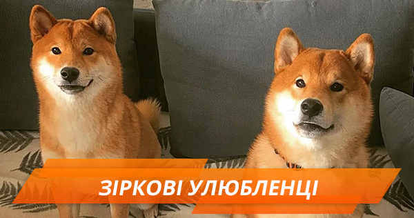 Животные звезд. Найди хозяина по фото! — ТЕСТ