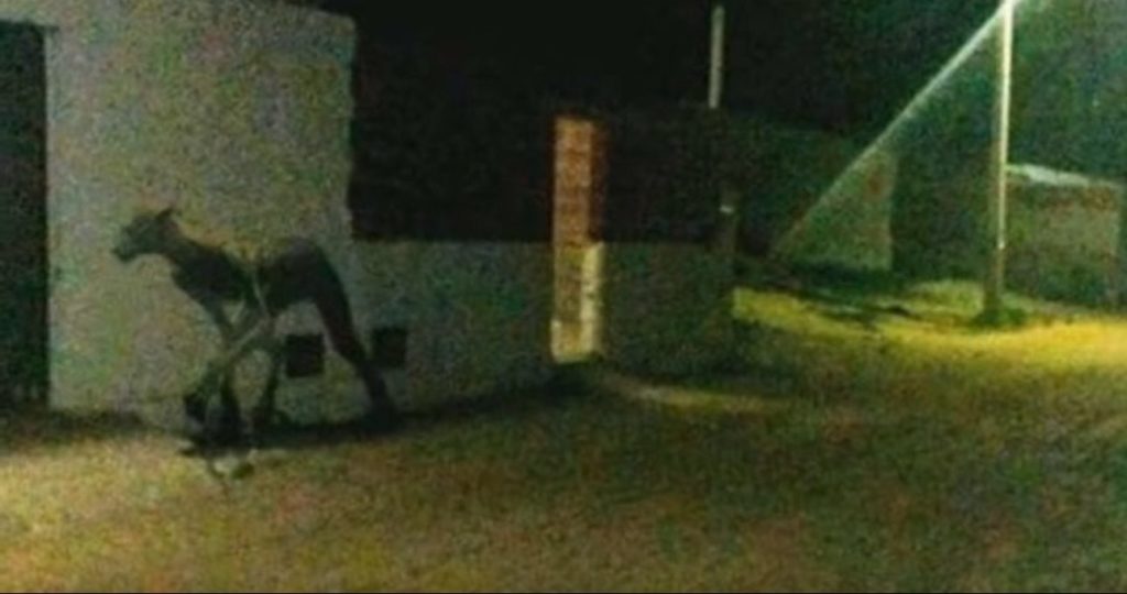 В Аргентині на фото зняли чудовисько-вбивцю собак