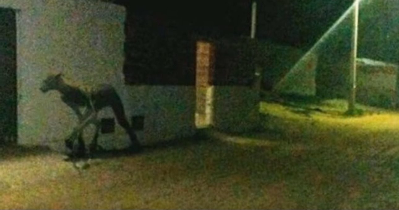 В Аргентині на фото зняли чудовисько-вбивцю собак