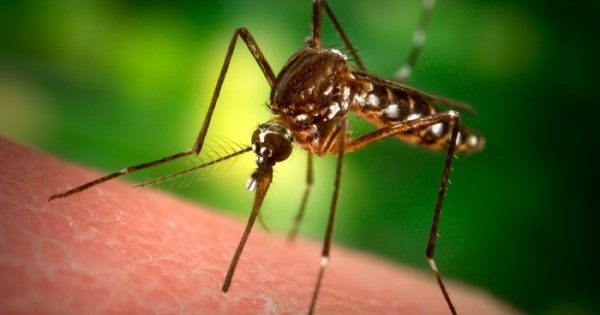Не люблять запах парфумів і переносять СНІД – 3 міфи про комарів