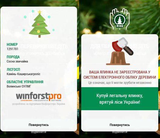 34 тыс. штрафа или тюрьма: как купить легальную новогоднюю елку и цены Фото 5
