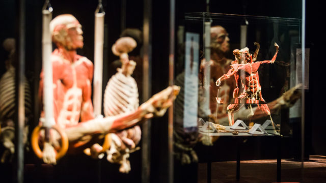 7 причин успеть посетить выставку Body Worlds — Вселенная тела до 19 января Фото 1