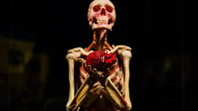 7 причин успеть посетить выставку Body Worlds — Вселенная тела до 19 января Фото 2