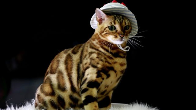 бенгальский кот
