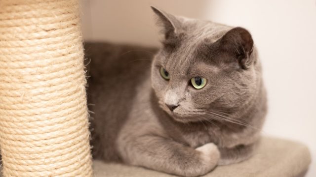 русская голубая кошка