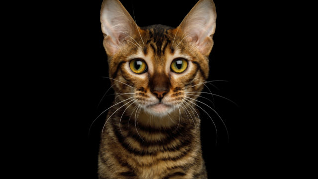 кот тойгер
