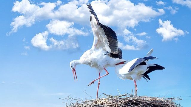 День Марини-Пімени: традиції та заборони