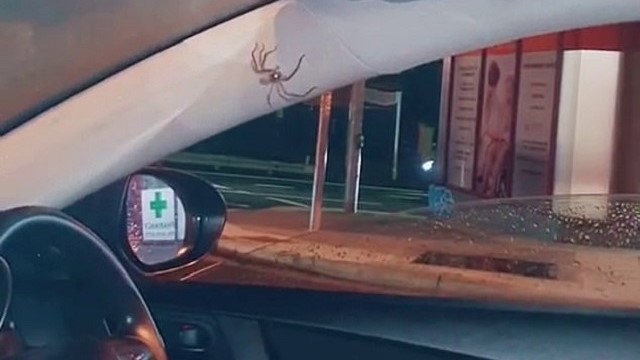 Женщина вышла из авто посреди оживленной дороги из-за паука