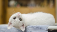 как убрать запах мочи кота