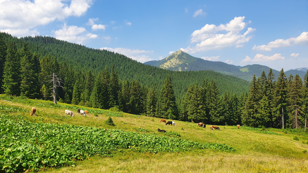 Карпати, Івано-Франківська область