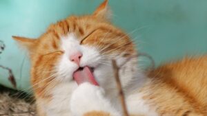 Как дать коту таблетку: советы экспертов