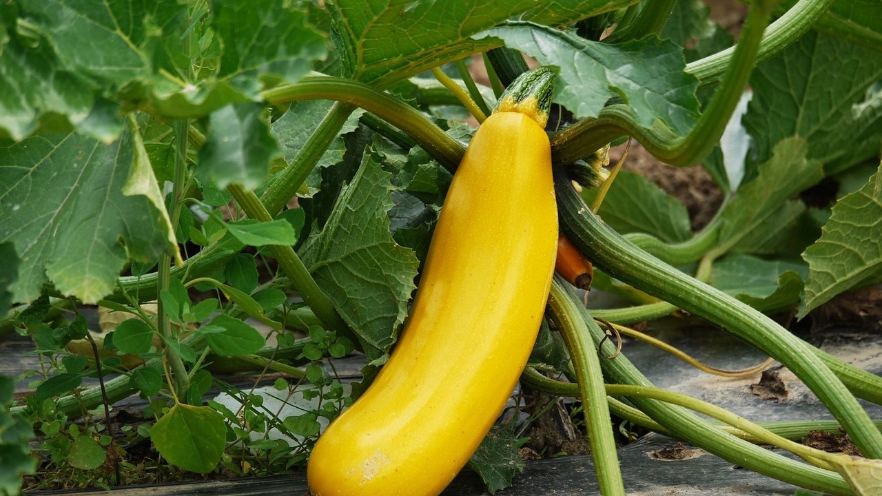 Кабачки