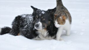 Зима для кошек и собак. Как ухаживать за домашними любимцами в холодное время года