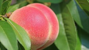 Курчавість персика чим обробити