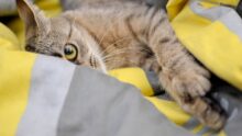 Можно ли стричь котов в жару: мнение грумера Стрижка котів
