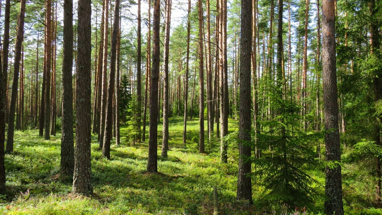 Яке свято 29 липня