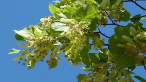 коли цвіте липа
