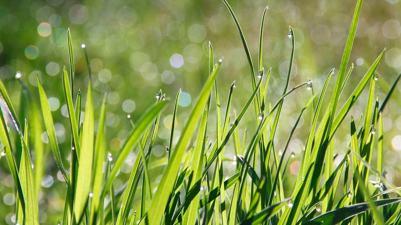 Яке сьогодні свято - 25 липня 2024 року