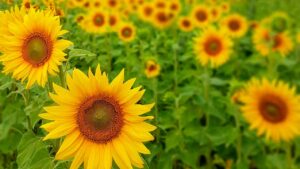 Яке сьогодні свято - 22 серпня 2024 року