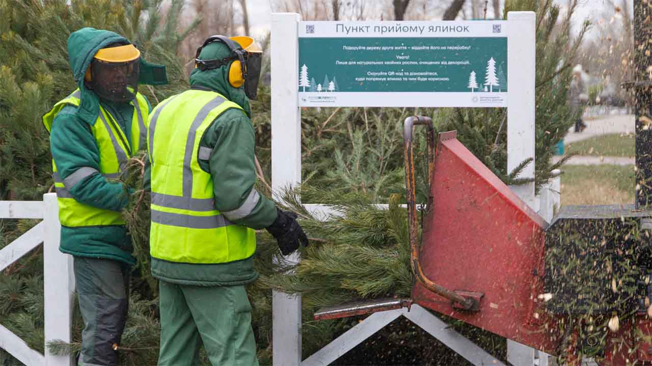 пункти прийому ялинок