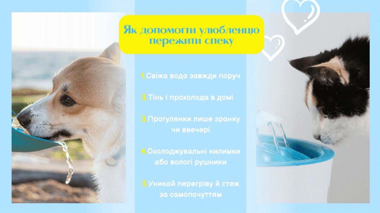 5 лучших лайфхаков, как помочь питомцу чувствовать себя хорошо в жару Фото 1 5 найкращих лайфхаків, як допомогти улюбленцю почуватися добре у спеку