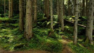 туризм в Україні